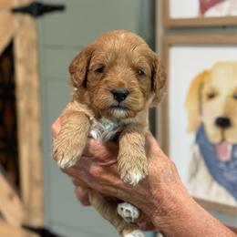 Lainey - Red  female Goldendoodle puppy in Wharton, Texas from Little Fur Friends
