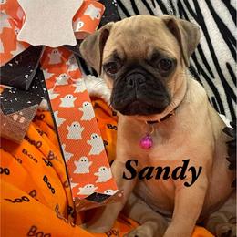 Sandy - Fawn female Pug puppy in Hesperia, California from Amatskennel - Stubby Tails Ranch