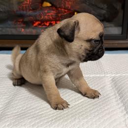 Suzie - Fawn female Pug puppy in Olin, North Carolina from Piggy Pugs