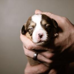 Hannah - Sable female Pembroke Welsh Corgi puppy in South Otselic, New York from Ridge Top Corgis