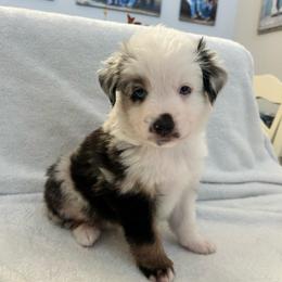 George - Blue merle male Australian Shepherd puppy in Beach City, Texas from Salt N Sass Aussies