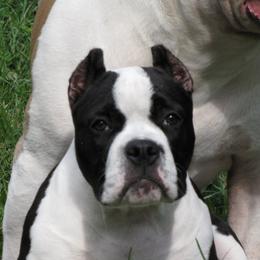 American Bully Puppies from Stacey Criswell