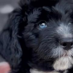 Australian Mountain Doodles from Mitchell Doodles