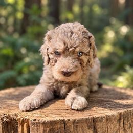 Bubbles - Merle male Goldendoodle puppy in Pollock Pines, California from Penny Lane’s Doodles