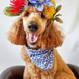 Poodle Puppies from Cedar Hill Ranch