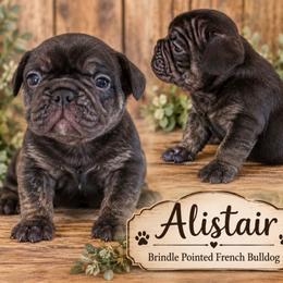 Alistair - Brindle male French Bulldog puppy in Holton, Indiana from MoonShine Babies / OZ