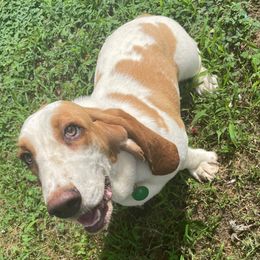 June - Basset Hound