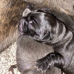 Cane Corso Puppies from Reliance Cane Corso