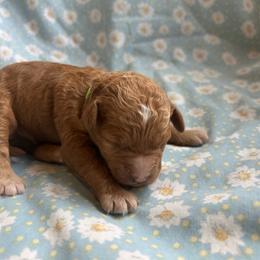 Green collar - Apricot female Goldendoodle puppy in Denison, Iowa from Violet View Iowa Goldendoodles