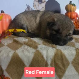 Red Collar - Sable female German Shepherd puppy in Cadet, Missouri from Working Valley Shepherds