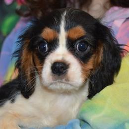 Carl - Tri-color male Cavalier King Charles Spaniel puppy in Townville, South Carolina from Mid Lake Cavaliers