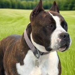 American Staffordshire Terrier All Grown Up from Explicit Amstaffs Of New England