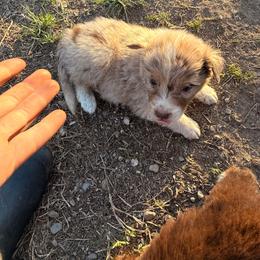 Clover - Red merle male Australian Shepherd puppy in Worcester County, Massachusetts from O’Kejas  Kennel