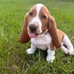 Harley - Red and white male Basset Hound puppy in Saint Cloud, Florida from Mockingbird Hollow Bassets