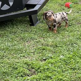 Dachshund Puppies from Witchy Woman’s Wiener’s