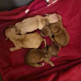 Max - Chocolate male Dachshund puppy in Powhatan, Virginia from Dashing Dachshunds Kennels