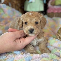 Honor - Apricot female Goldendoodle puppy in Wharton, Texas from Little Fur Friends