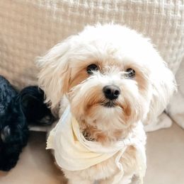Maltipoos and Poodles from Nelson Creek Farms
