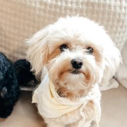 Maltipoos and Poodles from Nelson Creek Farms