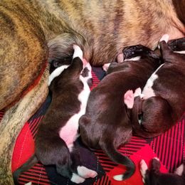 Boxer Puppies from Winchester Boxers