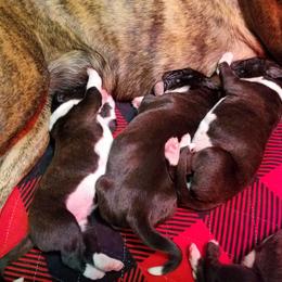 Boxer Puppies from Winchester Boxers