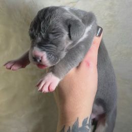 Steel - Blue and white male Great Dane puppy in Lebanon, Virginia from North Cedar Danes