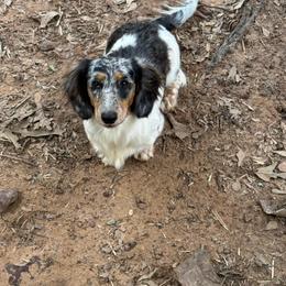 Winter - Dachshund