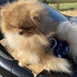 Pomeranian puppies from Strawberry Pom Poms