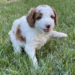 Leo - Cream male Labradoodle puppy in Centennial, Colorado from Jazzy's Doodles