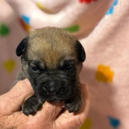 Tan Collar N - Black brindle male Cane Corso puppy in Paris, Texas from Knucklehead Cane Corso