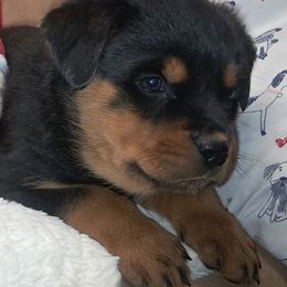 Boy 5 - Black and mahogany male Rottweiler puppy in De Witt, Iowa from Irish Eyes Kennels