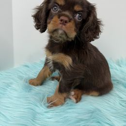 Cavalier King Charles Spaniel, Cavapoo, and Poodle Puppies from Mario’s Pups