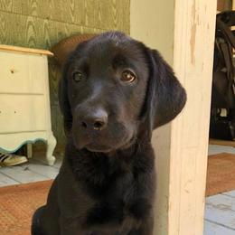 Labrador Retrievers from Ridgeline Retrievers