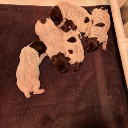 Wirehaired Pointing Griffon Puppies from High Point Griffons