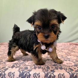 Mia - Blue and gold female Yorkshire Terrier puppy in Monticello, Iowa from Ashley’s Puppies