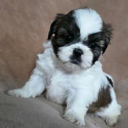 Dorothy - Tricolor female Shih Tzu puppy in Brighton, Missouri from Morningstar's Shih Tzu