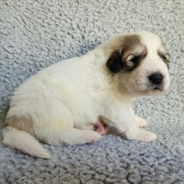 Dozer - Dark blue collar - White and badger male Great Pyrenees puppy in Monmouth, Maine from Flewelling Great Pyrenees