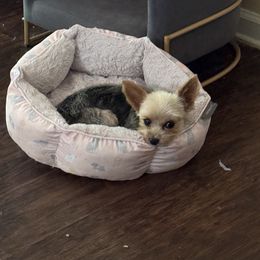 Sochi - Blue and gold female Yorkshire Terrier puppy in Demopolis, Alabama from Little Paws Nursery