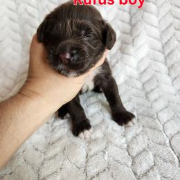 Rufus - Brown and white male Portuguese Water Dog puppy in Narvon, Pennsylvania from Prized Family Porties