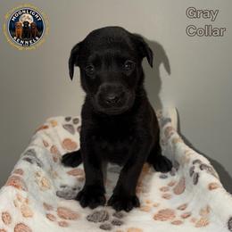 Ian Gray Collar - Black male Labrador Retriever puppy in Elloree, South Carolina from Moonlight Kennels LLC