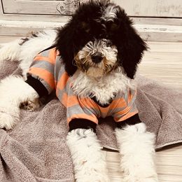 Goldendoodle Puppies from Labradoodleday