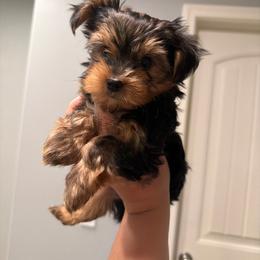 Benny - Black and tan male Yorkshire Terrier puppy in Moreno Valley, California from Graham’s Danes N Littles