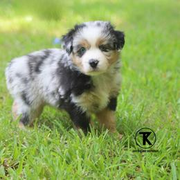 Honor- Blue Merle Female - Blue merle female Miniature Australian Shepherd puppy in Nacogdoches, Texas from TK Standard, Mini, & Toy Aussies