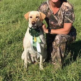 Kimber - Labrador Retriever