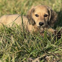 Espresso - Cream female Dachshund puppy in Ava, Missouri from Beaver Creek Kennels