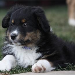 Australian Shepherd Puppies from Flying L Aussies