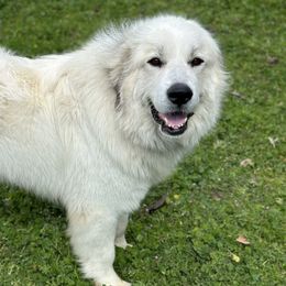 Great Pyrenees from McCarthy Ranchette