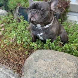 Chubs - French Bulldog