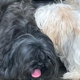 Shih Tzus from Jan’s Pups