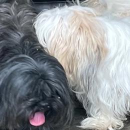 Shih Tzus from Jan’s Pups
